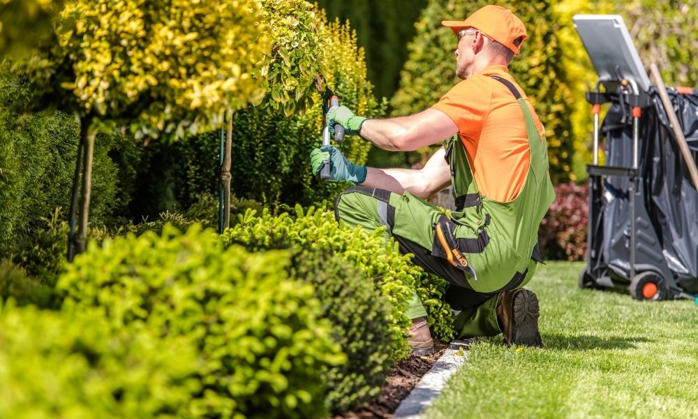 The Essential Role of Professional Arborists and Tree Surgeons in Modern Landscapes The Essential Role of Professional Arborists and Tree Surgeons in Modern Landscapes